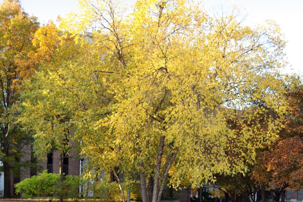 Betula nigra - Habit in the Fall