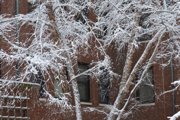 Betula nigra - Winter Habit