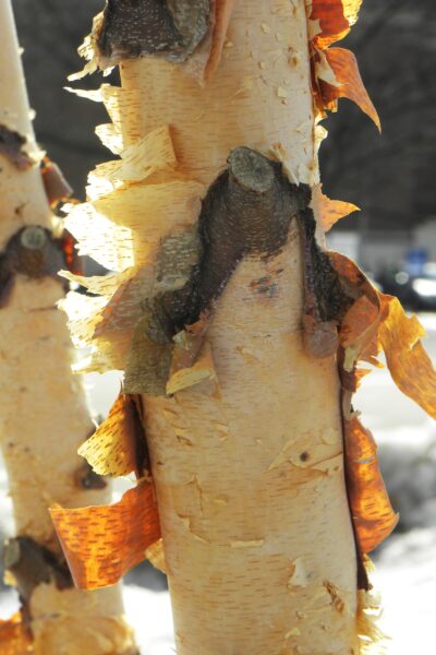 Betula nigra - Bark on a Young Tree