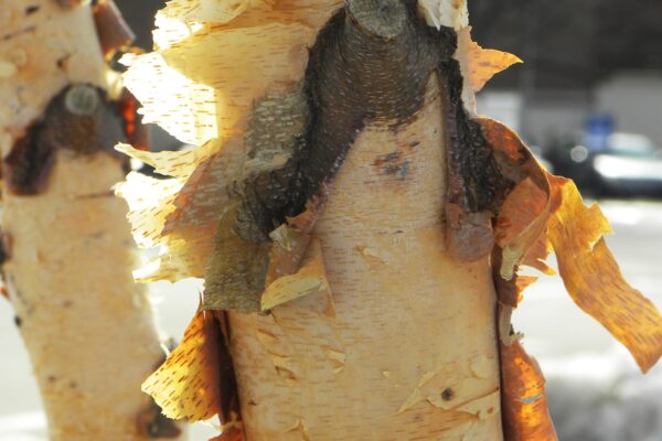 Betula nigra - Bark on a Young Tree