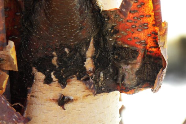 Betula nigra - Bark on a Young Tree