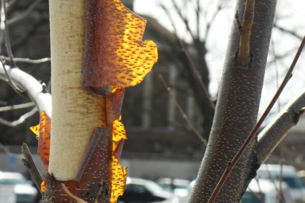 Betula nigra - Bark on a Young Tree