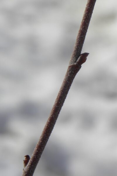 Betula nigra - Bud