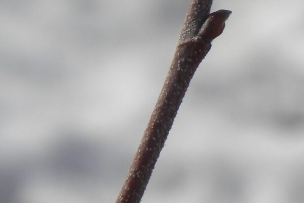 Betula nigra - Bud