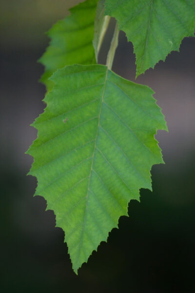 Betula nigra - Leaf