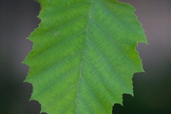 Betula nigra - Leaf