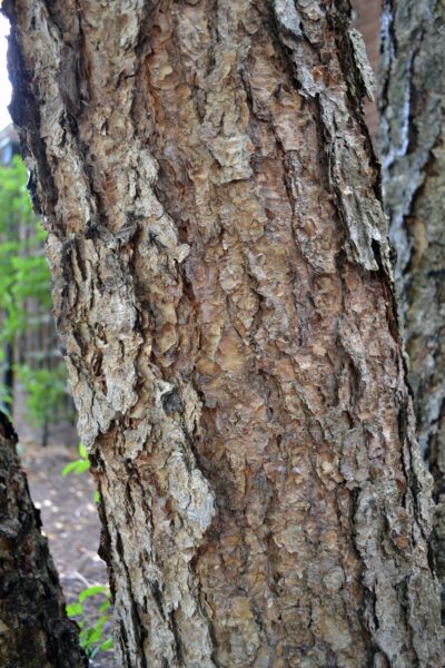 Betula nigra - Mature Bark