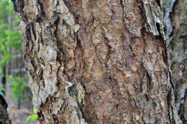 Betula nigra - Mature Bark