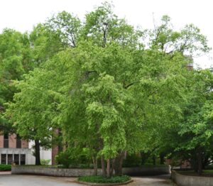 Betula nigra - Habit in the Summer