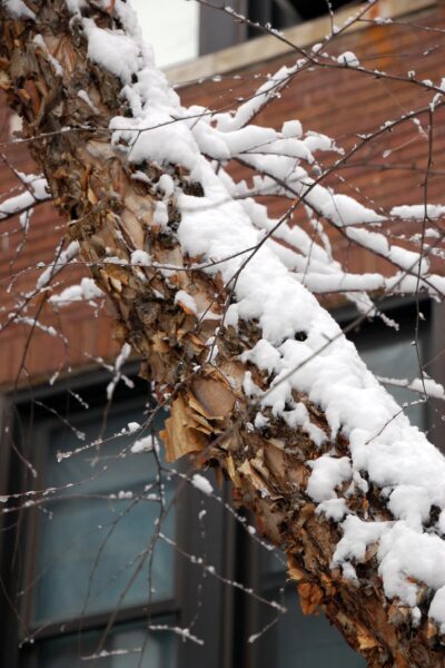 Betula nigra - Winter Interest- Younger Bark