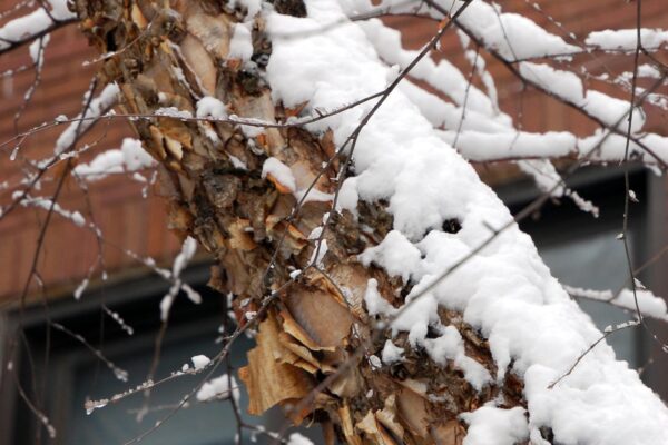 Betula nigra - Winter Interest- Younger Bark