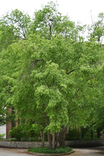 Betula nigra - Habit in the Summer