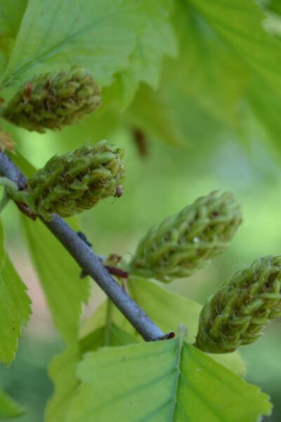 Betula nigra - Fruit