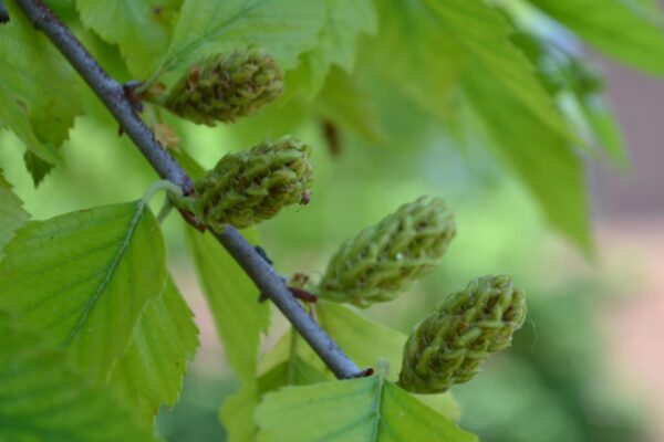 Betula nigra - Fruit