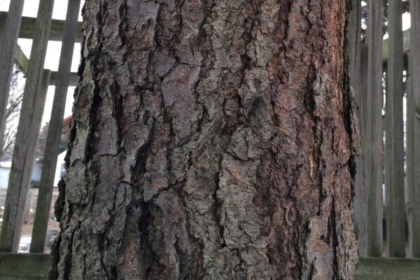 Betula nigra - Bark