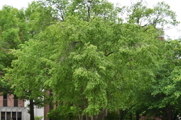 Betula nigra - Habit in the Summer