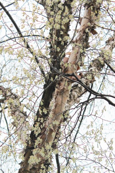 Betula nigra - Bark & Flowers