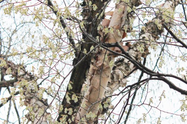 Betula nigra - Bark & Flowers