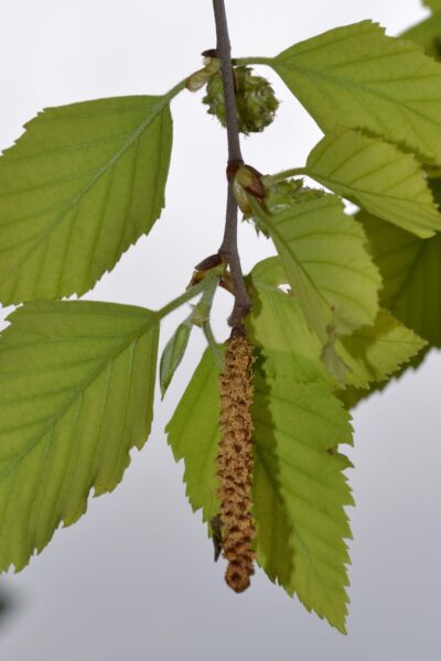 Betula nigra - Flower & Foliage
