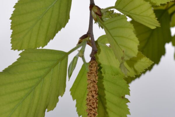 Betula nigra - Flower & Foliage