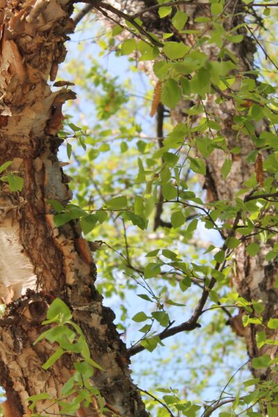Betula nigra - Foliage & Bark
