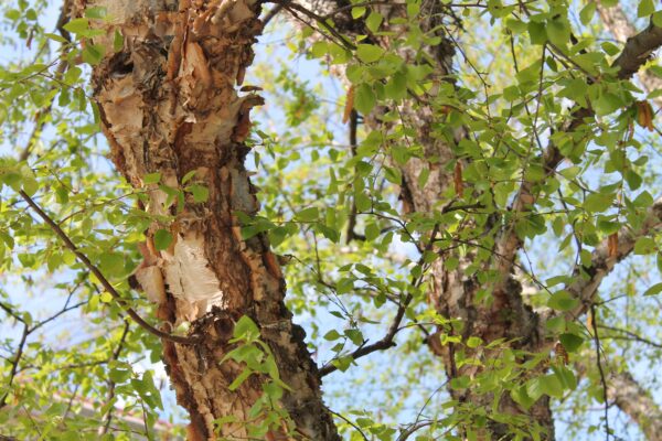 Betula nigra - Foliage & Bark