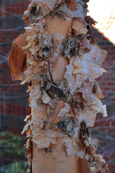 Betula nigra &prime;Cully&prime; [sold as Heritage&trade;] - Bark