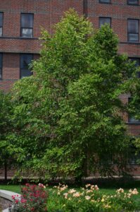 Betula nigra ′Cully′ [sold as Heritage™] - Summer Habit