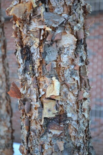 Betula nigra &prime;Cully&prime; [sold as Heritage&trade;] - Bark