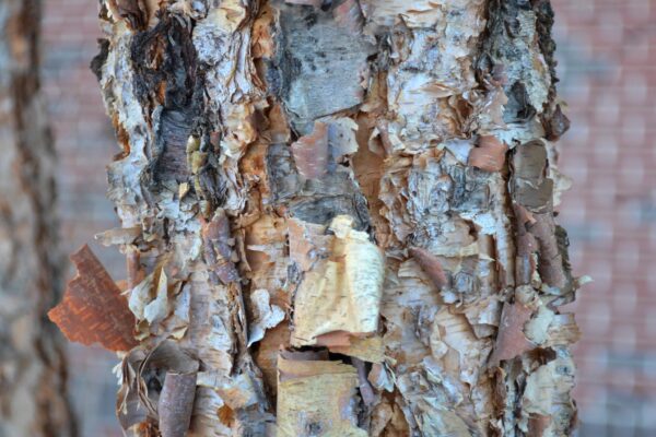 Betula nigra ′Cully′ [sold as Heritage™] - Bark