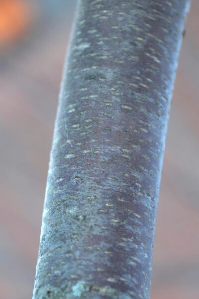 Betula nigra &prime;Cully&prime; [sold as Heritage&trade;] - Bark