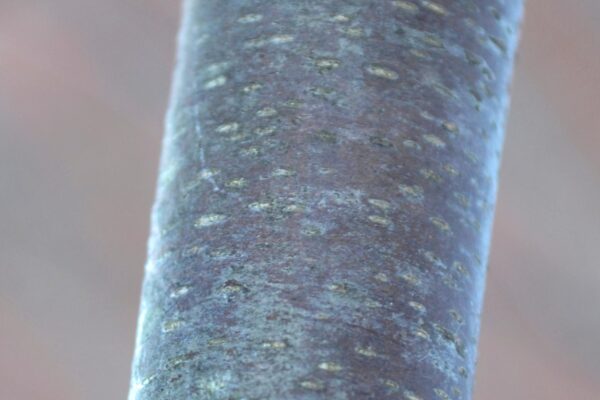 Betula nigra ′Cully′ [sold as Heritage™] - Bark