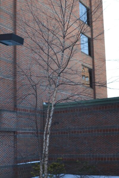 Betula nigra &prime;Cully&prime; [sold as Heritage&trade;] - Winter Habit