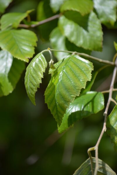 Betula nigra &prime;Cully&prime; [sold as Heritage&trade;] - Leaves