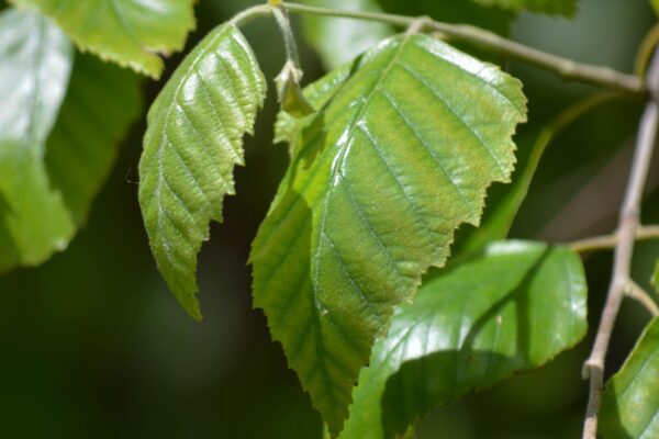 Betula nigra ′Cully′ [sold as Heritage™] - Leaves