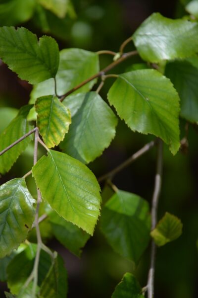 Betula nigra &prime;Cully&prime; [sold as Heritage&trade;] - Leaves
