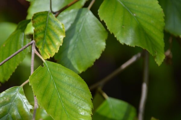Betula nigra ′Cully′ [sold as Heritage™] - Leaves