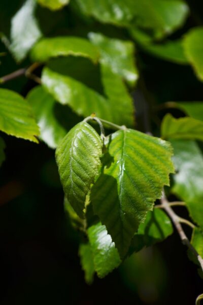 Betula nigra &prime;Cully&prime; [sold as Heritage&trade;] - Foliage