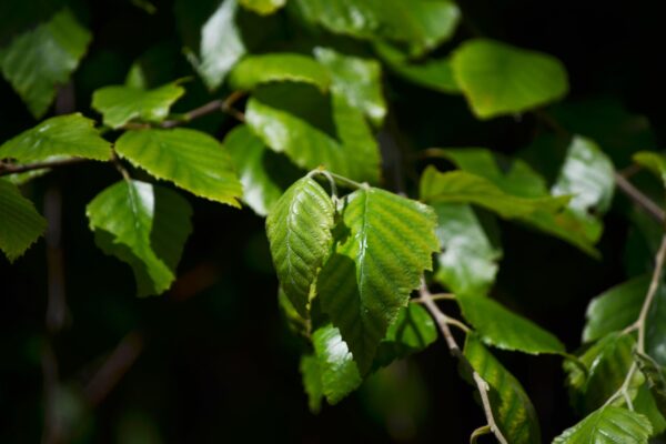 Betula nigra ′Cully′ [sold as Heritage™] - Foliage