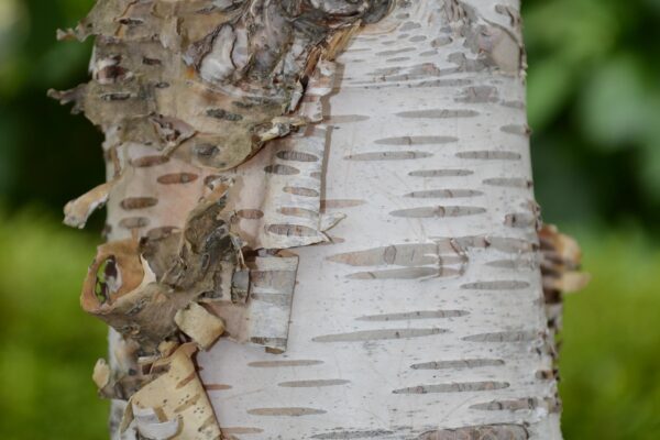 Betula papyrifera ′Uenci′ [sold as Renaissance Upright™] - Bark