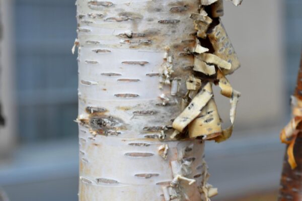 Betula papyrifera ′Uenci′ [sold as Renaissance Upright™] - Bark