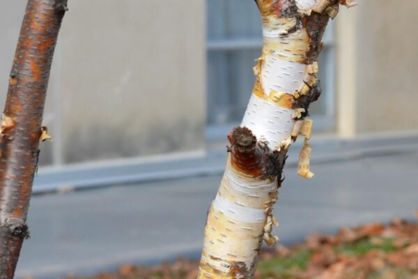 Betula papyrifera ′Uenci′ [sold as Renaissance Upright™] - Bark