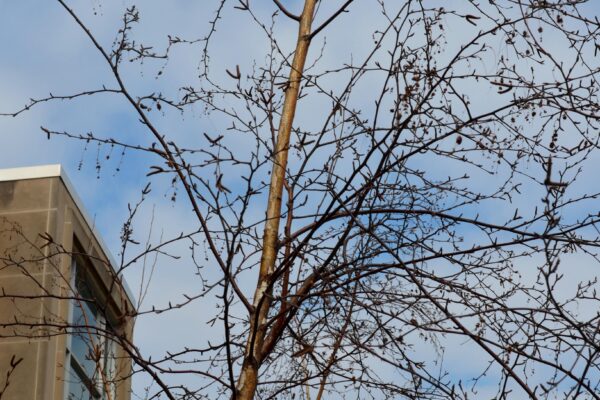 Betula papyrifera ′Uenci′ [sold as Renaissance Upright™] - Winter Canopy