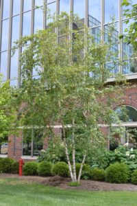 Betula papyrifera ′Uenci′ [sold as Renaissance Upright™] - Overall Tree