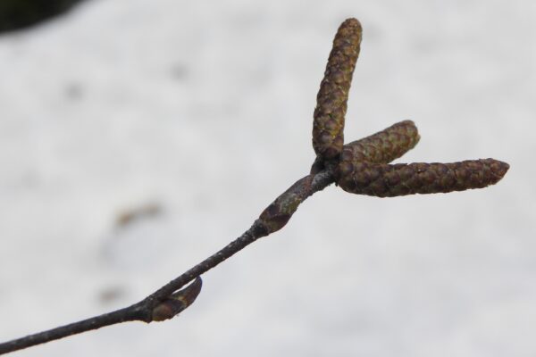 Betula papyrifera ′Uenci′ [sold as Renaissance Upright™] - Buds & Catkins