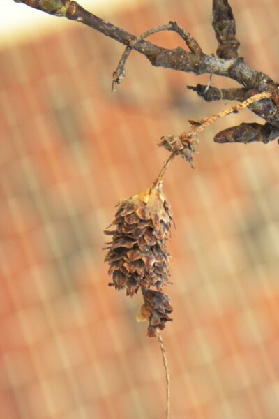 Betula papyrifera &prime;Uenci&prime; [sold as Renaissance Upright&trade;] - Old Catkin