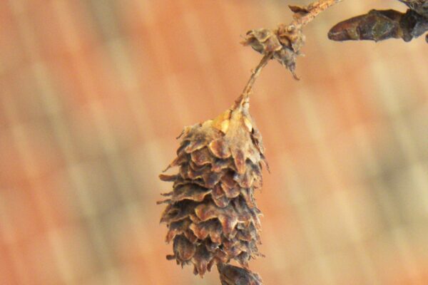 Betula papyrifera ′Uenci′ [sold as Renaissance Upright™] - Old Catkin