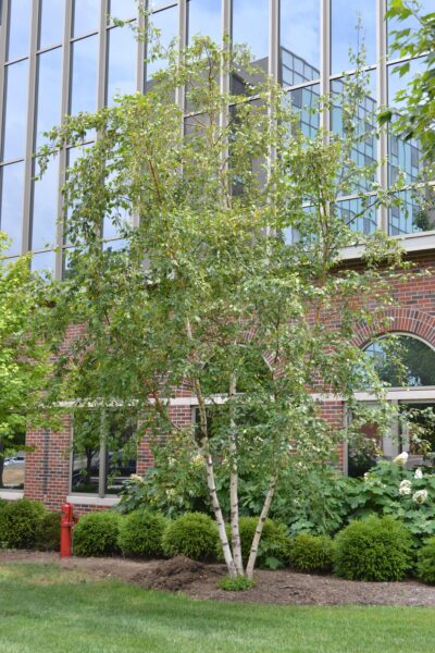 Betula papyrifera &prime;Uenci&prime; [sold as Renaissance Upright&trade;] - Overall Tree