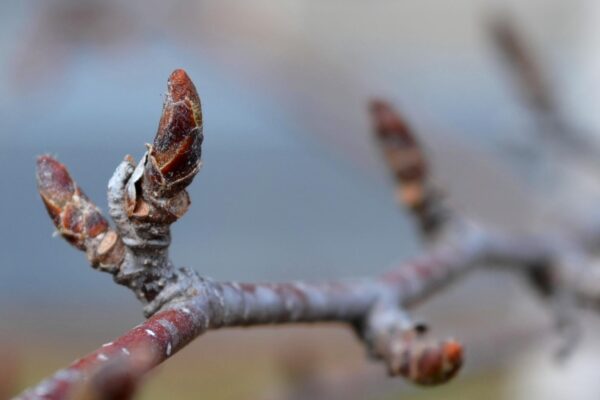 Betula papyrifera ′Uenci′ [sold as Renaissance Upright™] - Buds