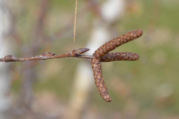 Betula papyrifera ′Uenci′ [sold as Renaissance Upright™] - Catkin